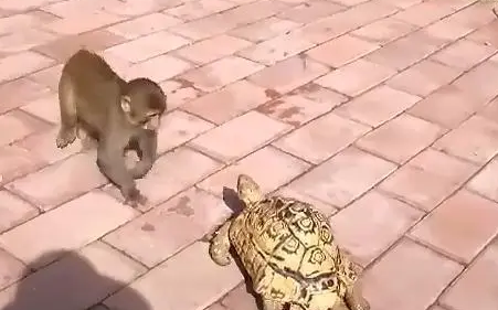 乌龟在地面慢慢爬行,猴子的举动,让周围的游客笑到扶墙 乌龟在地面慢慢爬行,猴子的举动,让周围的游客笑到扶墙