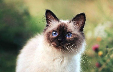 卡鲁宾的猫是谁养的