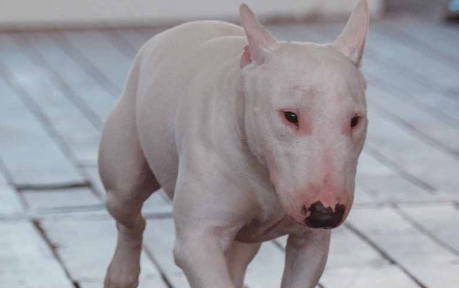 斯塔福犬大还是牛头梗大