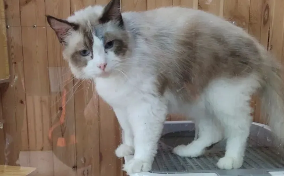 宠物猫变身招财猫!这个村靠“鼓捣”猫致富 宠物猫变身招财猫!这个村靠“鼓捣”猫致富