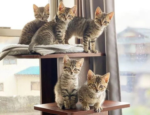 五只小奶猫竟神同步做出这一动作,萌化网友:五倍的可爱呀!_宠界新闻