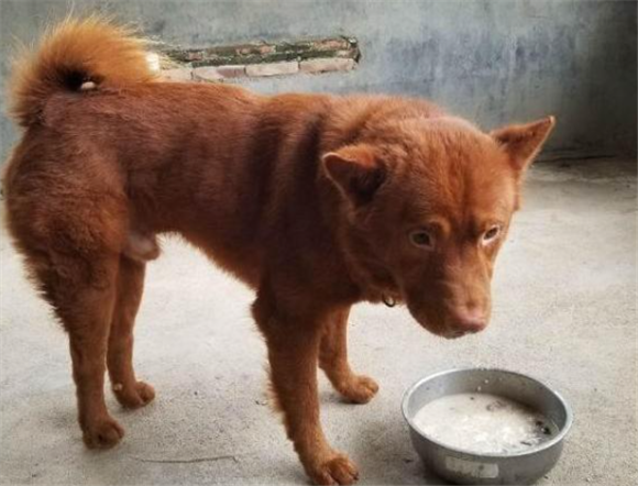 五红犬体味大养殖基地