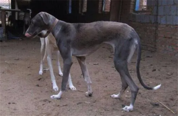 虎皮细犬什么品种守猎最好