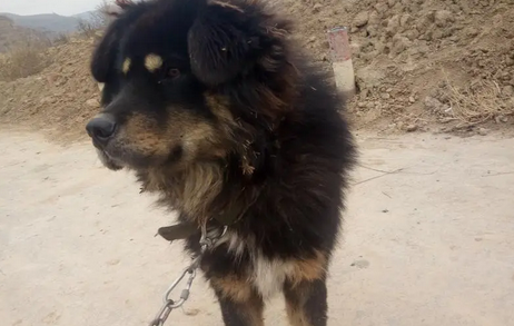 蒙古獒为什么叫草地笨