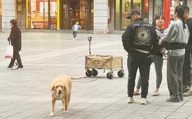 “这里还有人遛大型犬不牵绳” “这里还有人遛大型犬不牵绳”