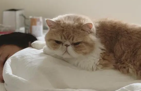 颜值一点也不输布偶猫的加菲猫,表情实在太可爱了,好想抱走它 颜值一点也不输布偶猫的加菲猫,表情实在太可爱了,好想抱走它