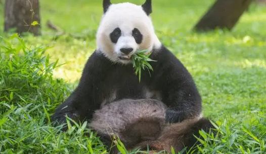 上班路上偶遇大熊猫！成都人的快乐你想象不到