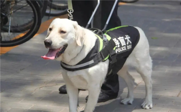 导盲犬退役不能留在身边吗