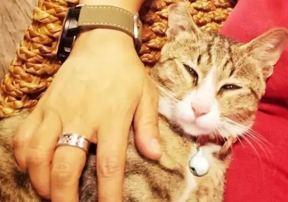 主人出门被猫阻止，躲过高楼落下的玻璃，主人：它是我的幸运猫