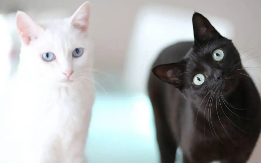 黑猫镇宅白猫招鬼