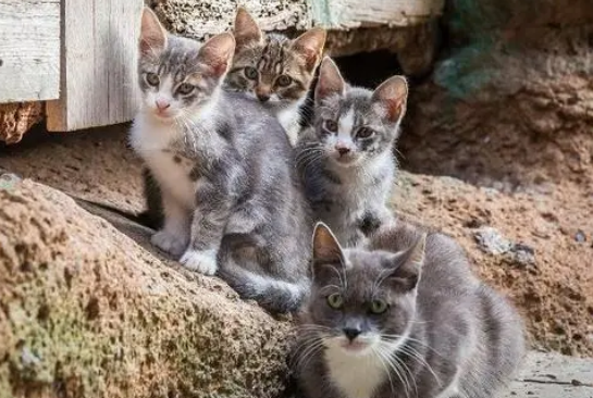 后院猫是什么意思 后院猫是什么意思