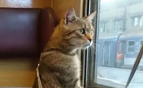 消防员救出火场里的猫,小猫全程“求抱抱” 消防员救出火场里的猫,小猫全程“求抱抱”