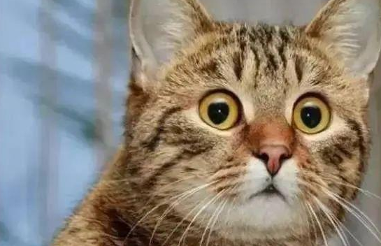 猫咪半张嘴很惊讶的样子