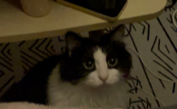 男生发几把猫很担心你啥意思