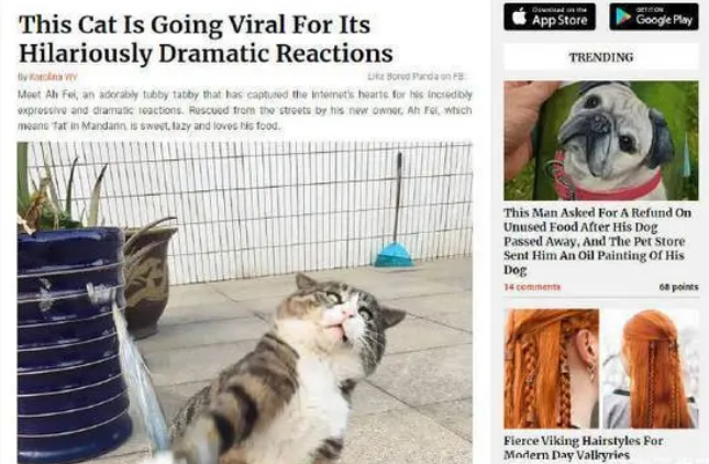 流浪猫被收养后火到国外！只因玩逗猫棒时的表情太“沙雕”