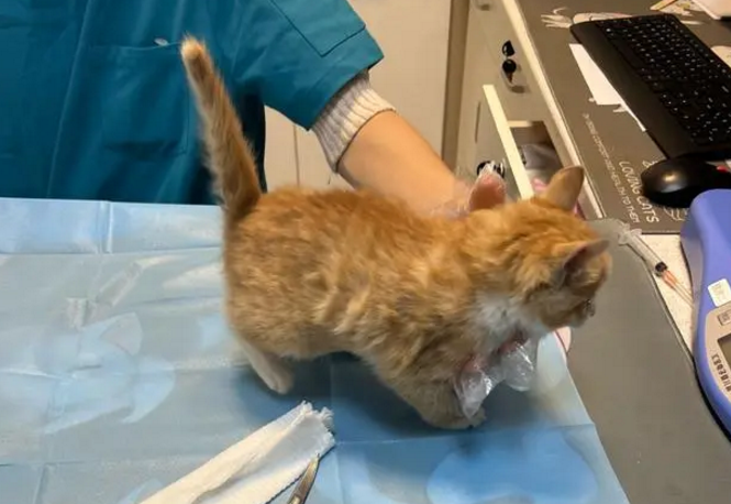 你见过肌肉猫吗?但这只猫却不是因为强壮 你见过肌肉猫吗?但这只猫却不是因为强壮