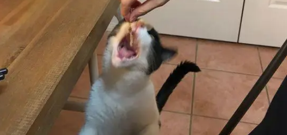 这只小猫真馋,遇到喜欢吃的东西抢着,网友:不给抓人! 这只小猫真馋,遇到喜欢吃的东西抢着,网友:不给抓人!