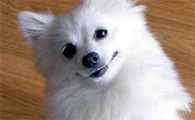 日本尖嘴犬的特点常见行为