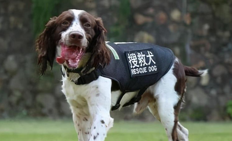 搜救犬是什么品种的狗