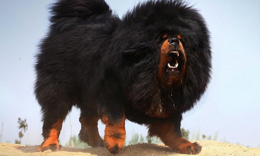 藏算巨型犬吗