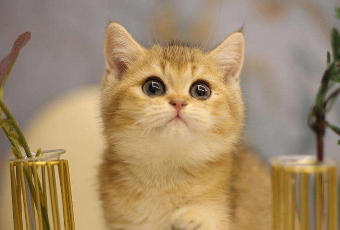 金色瞳孔的猫寓意咪取名