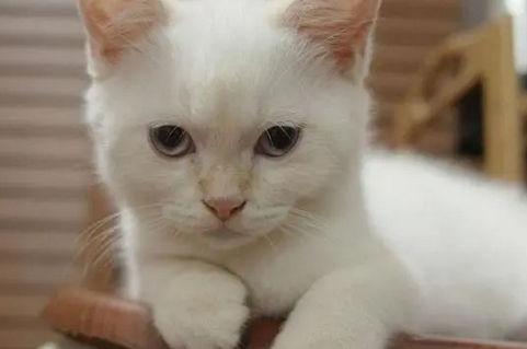 捡回家一只怀孕的白猫,小猫一生下,主人懵了:这可养不起 捡回家一只怀孕的白猫,小猫一生下,主人懵了:这可养不起