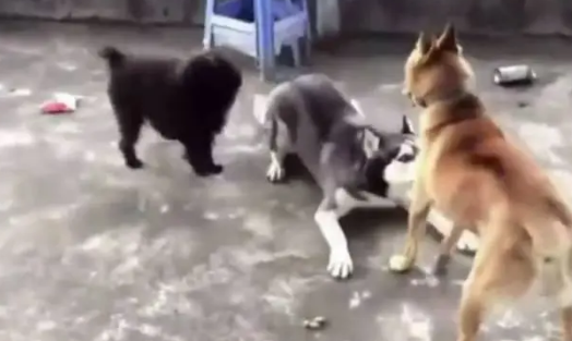 哈士奇和泰迪联手挑衅中华田园犬,结果却被中华田园犬暴揍 哈士奇和泰迪联手挑衅中华田园犬,结果却被中华田园犬暴揍