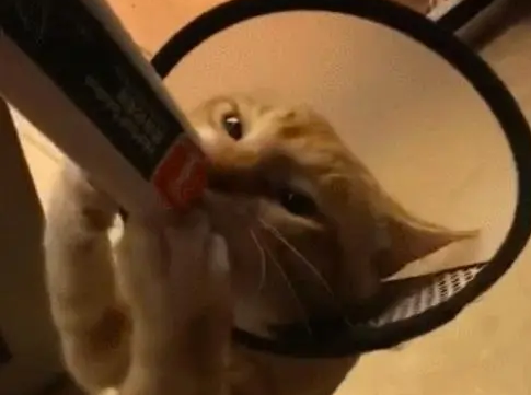 戴耻辱圈也阻挡不了橘猫对营养膏的爱,确认过眼神是真爱无疑了 戴耻辱圈也阻挡不了橘猫对营养膏的爱,确认过眼神是真爱无疑了