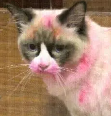 猫咪玩口红,主人给猫咪涂满身体,猫咪瞬间气呼呼:哼,不想理你 猫咪玩口红,主人给猫咪涂满身体,猫咪瞬间气呼呼:哼,不想理你