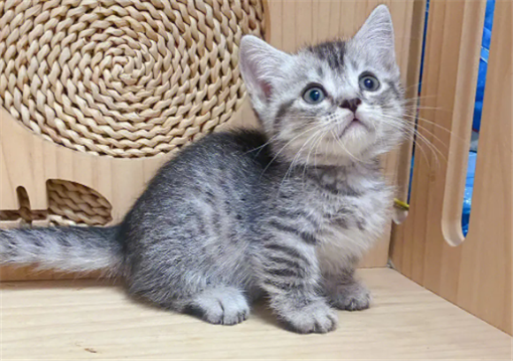 短脚猫寿命有多长