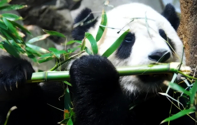  你不知道的国宝冷知识：除了竹子，大熊猫还吃什么？