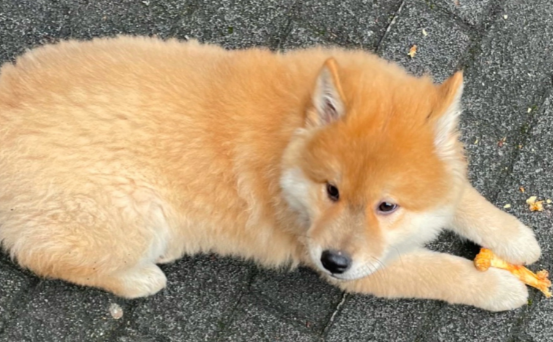 冯小刚为什么拍忠犬八公