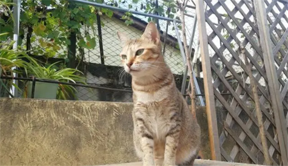 后院猫一定不能买吗 后院猫一定不能买吗
