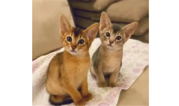 埃及猫和阿比西尼亚猫区别