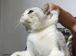 猫界三傻四疯