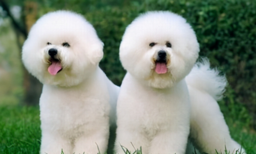 卷毛的梗犬是什么品种 卷毛的梗犬是什么品种