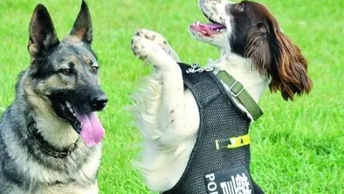警犬为什么能找到毒品 警犬为什么能找到毒品