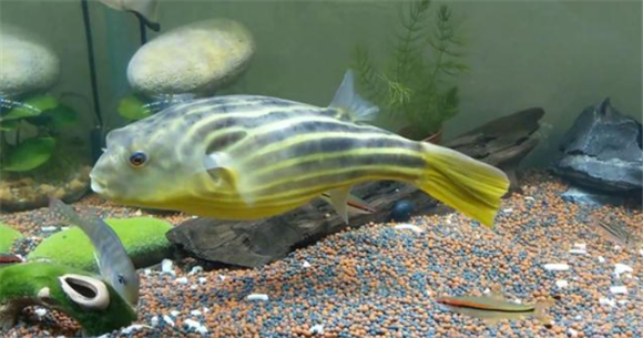 斑马狗鱼适合多大鱼缸? 斑马狗鱼适合多大鱼缸?