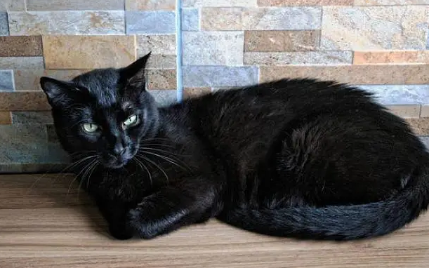 黑猫的品种 黑猫的品种