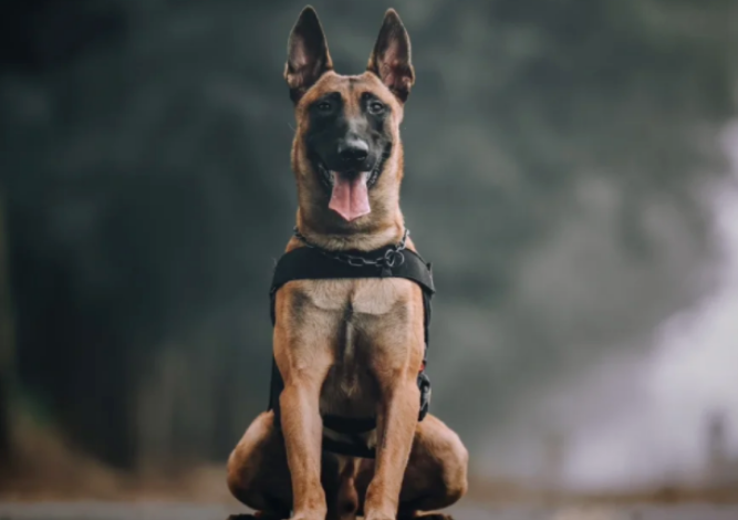 马犬饲养全攻略！只有养了马犬的人才知道马犬有多帅！