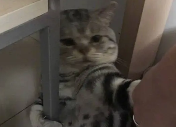 春节期间给猫咪洗澡,拽着大铁门宁死不让?网友:只要盘它就完了 春节期间给猫咪洗澡,拽着大铁门宁死不让?网友:只要盘它就完了