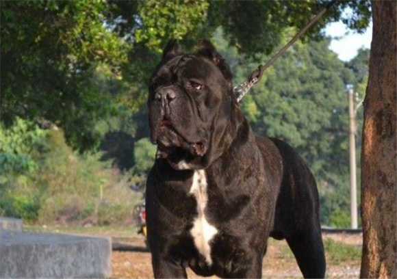 卡斯罗犬和罗威纳犬哪个更厉害