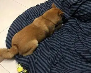 女主买了一套新的羽绒被回来,柴犬以为是礼物,自己铺床睡超爽! 女主买了一套新的羽绒被回来,柴犬以为是礼物,自己铺床睡超爽!