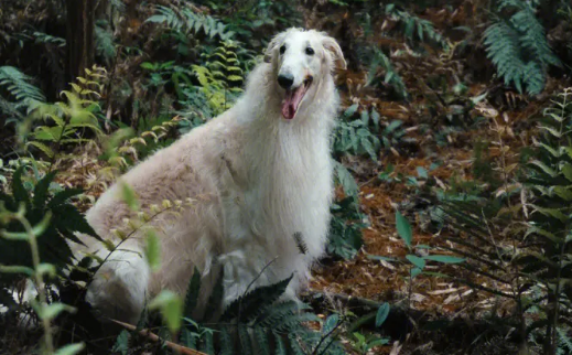 苏俄猎狼犬厉害么