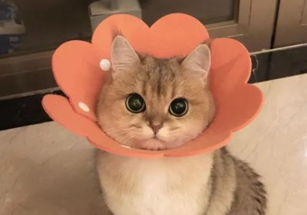 猫咪剪指甲，两年竟如此大改变，主人：终于等到这一天！