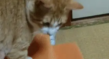主人怕猫咪寂寞,养了一只兔子陪它,猫咪被兔子纠缠得要崩溃了 主人怕猫咪寂寞,养了一只兔子陪它,猫咪被兔子纠缠得要崩溃了