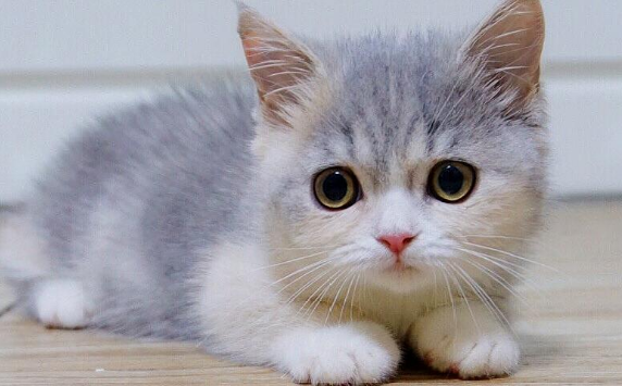 东北猫脸老太太是真实存在的吗 东北猫脸老太太是真实存在的吗