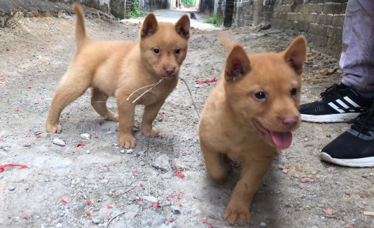 五红犬的缺点标准