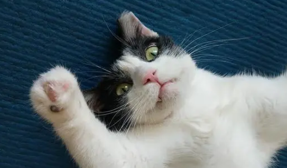 曾喊着不准养猫的男主,如今抱着猫咪不放手,让女主帮忙拿遥控器 曾喊着不准养猫的男主,如今抱着猫咪不放手,让女主帮忙拿遥控器