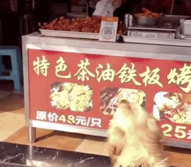 金毛太馋了!死守烤鸭店20分钟不愿离开,直到主人答应买一只才行 金毛太馋了!死守烤鸭店20分钟不愿离开,直到主人答应买一只才行